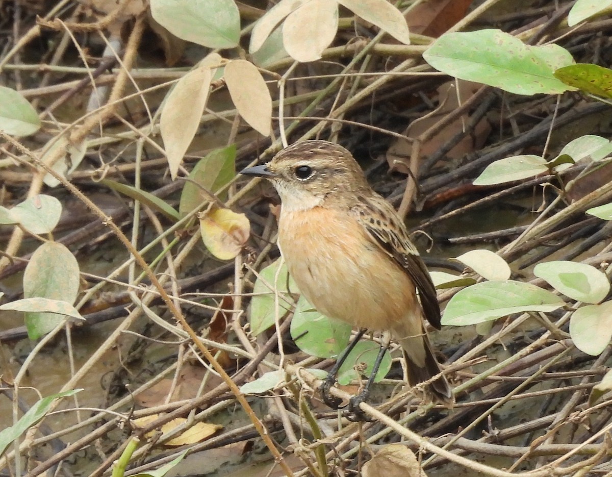 Amur Stonechat - ML645543639