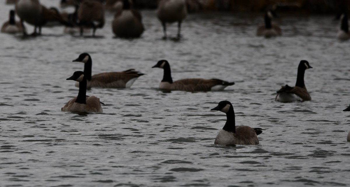 Canada Goose - ML645543640