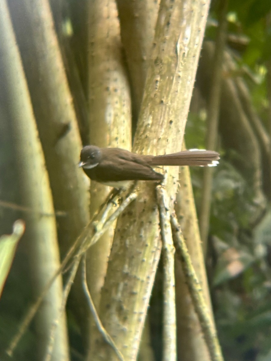 Malaysian Pied-Fantail - ML645543641