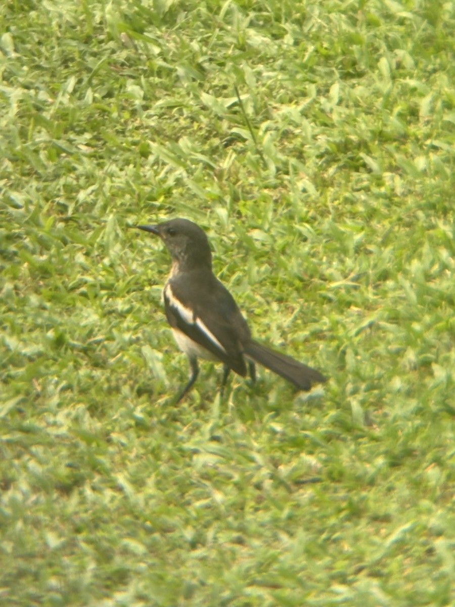 Oriental Magpie-Robin - ML645543650