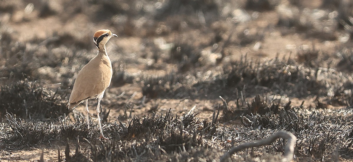 Temminck's Courser - ML645543652