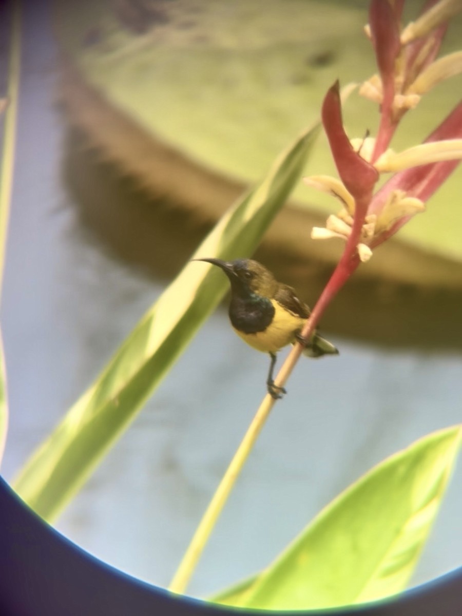 Ornate Sunbird - ML645543657