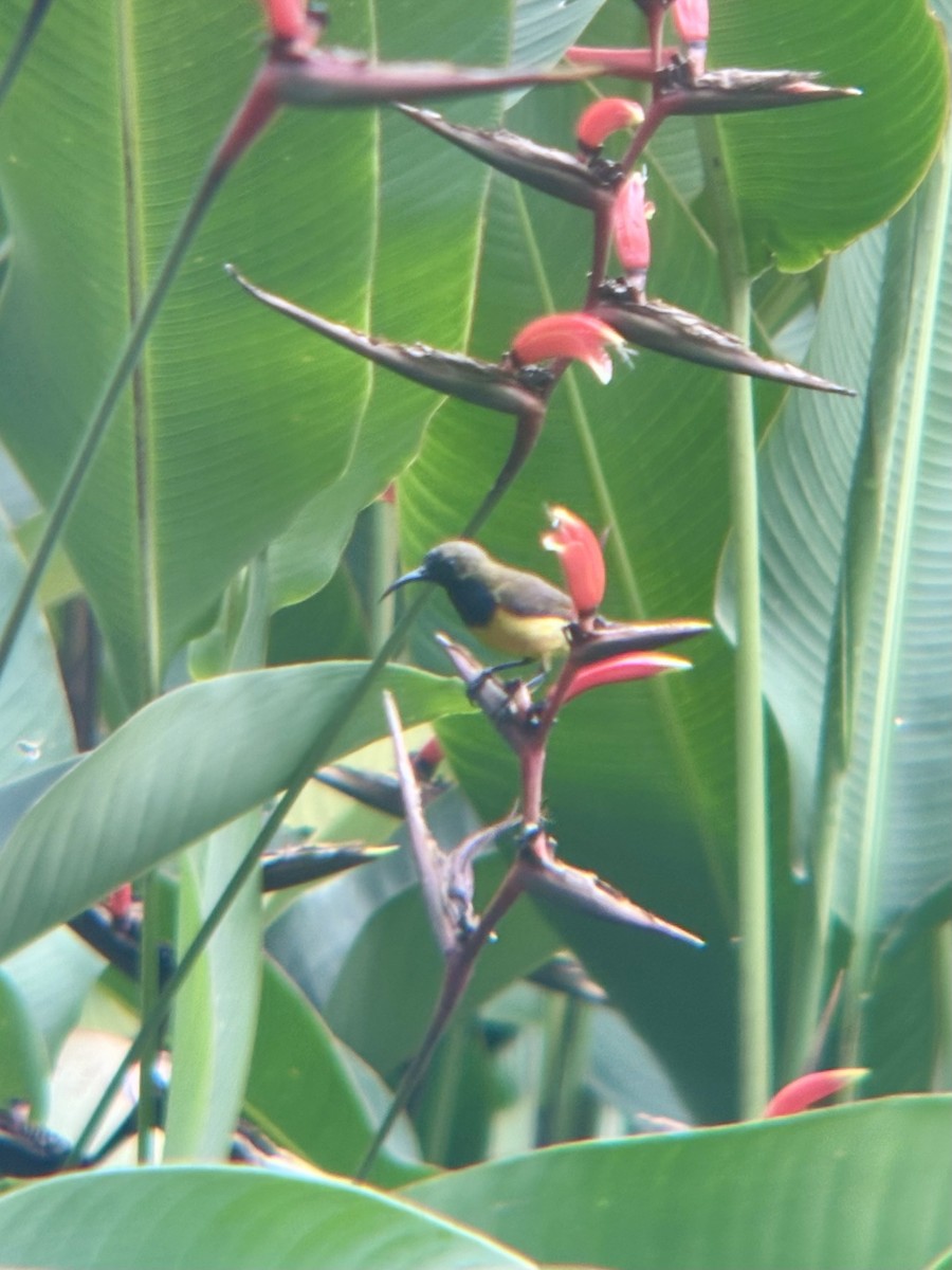 Ornate Sunbird - ML645543658