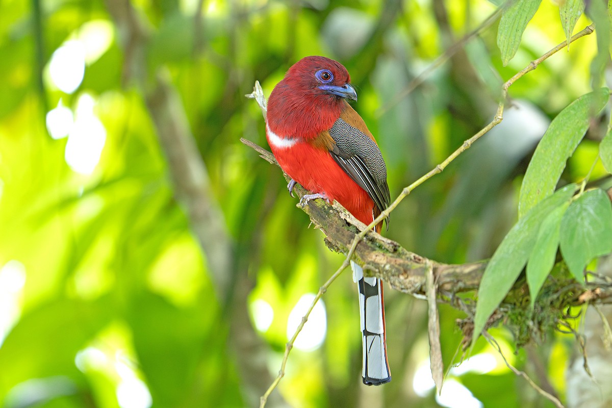 Трогон червоноголовий - ML645543663