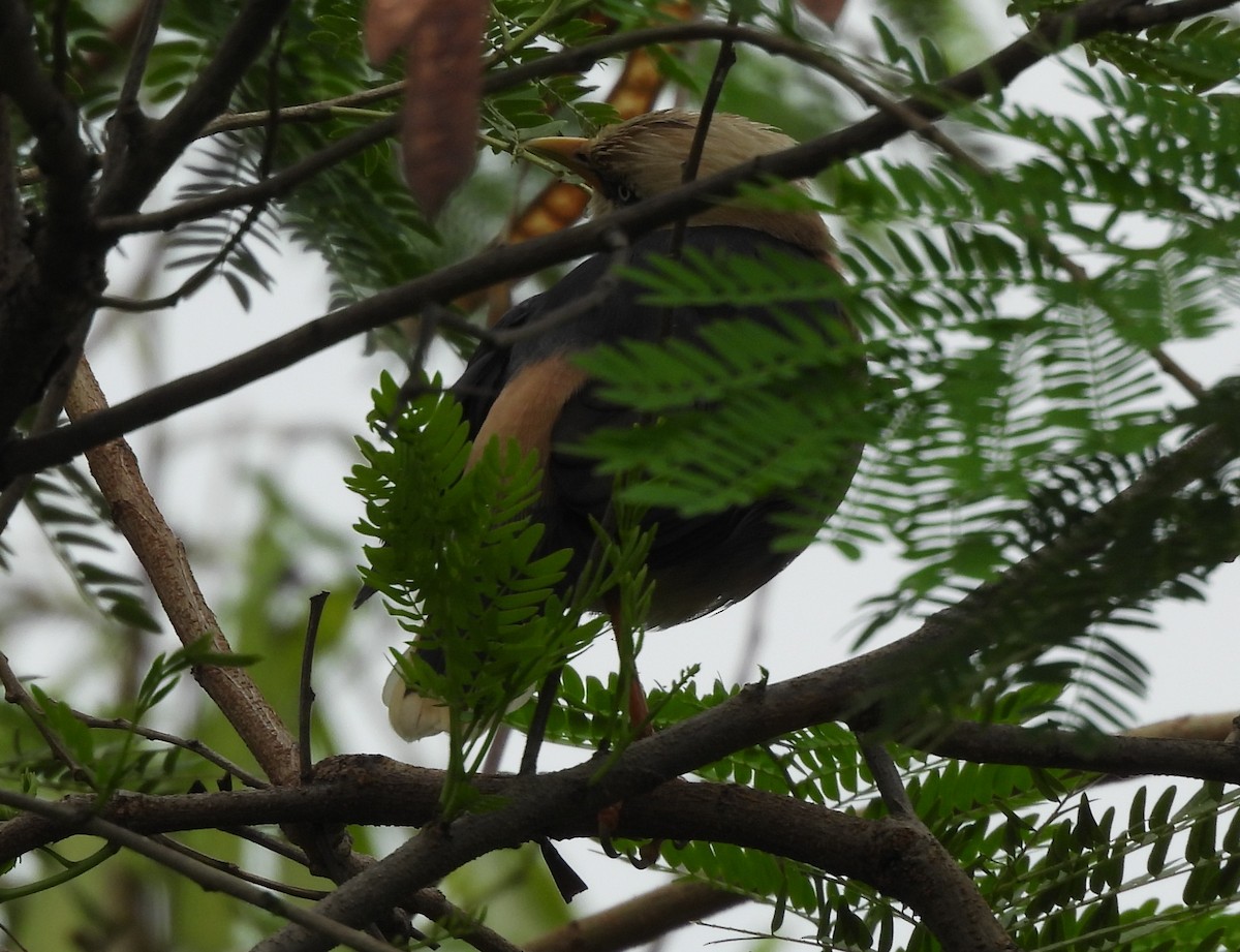 Vinous-breasted Myna - ML645543668