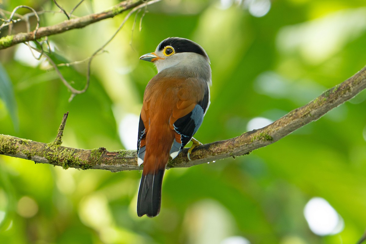 Рогодзьоб синьокрилий - ML645543675