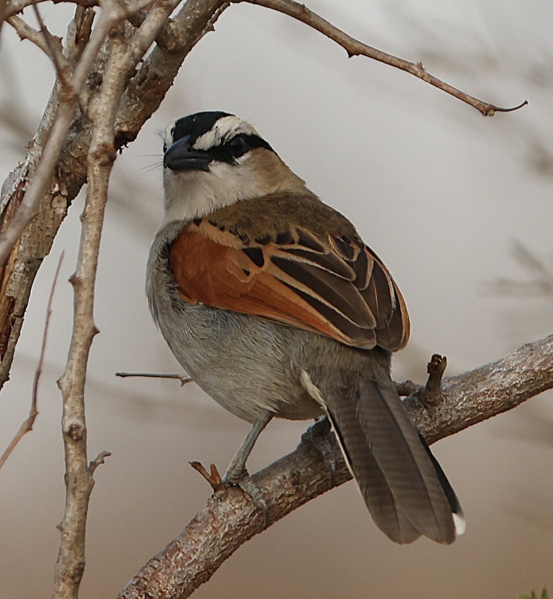 Black-crowned Tchagra - ML645543684