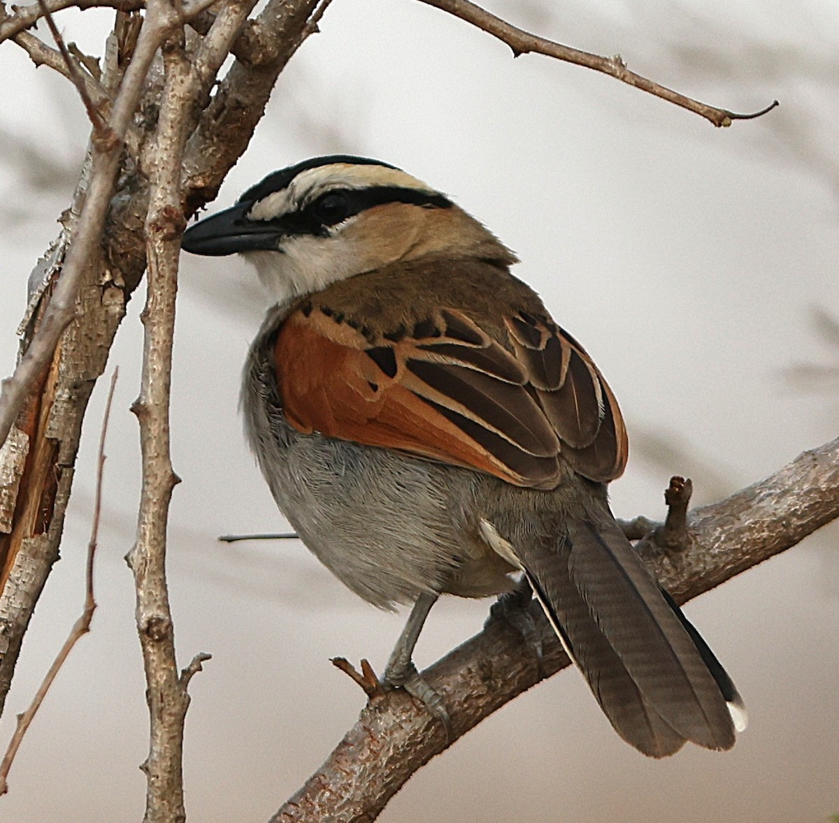 Black-crowned Tchagra - ML645543689