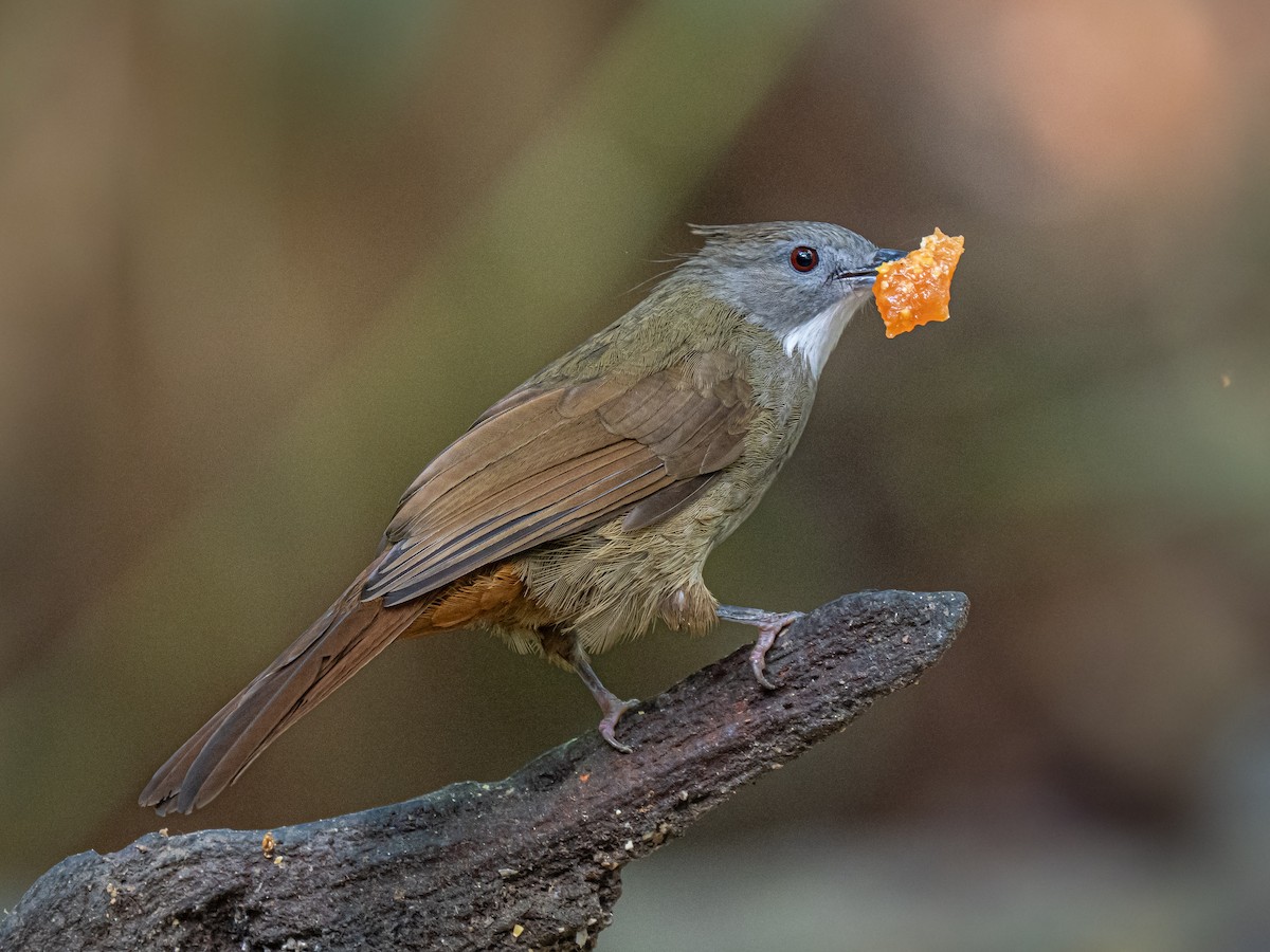 Bulbul à joues grises - ML645543703
