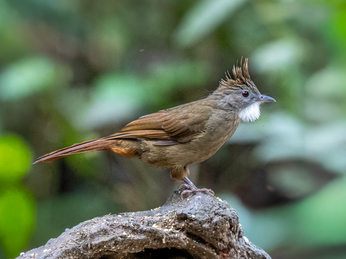 Bulbul à joues grises - ML645543704