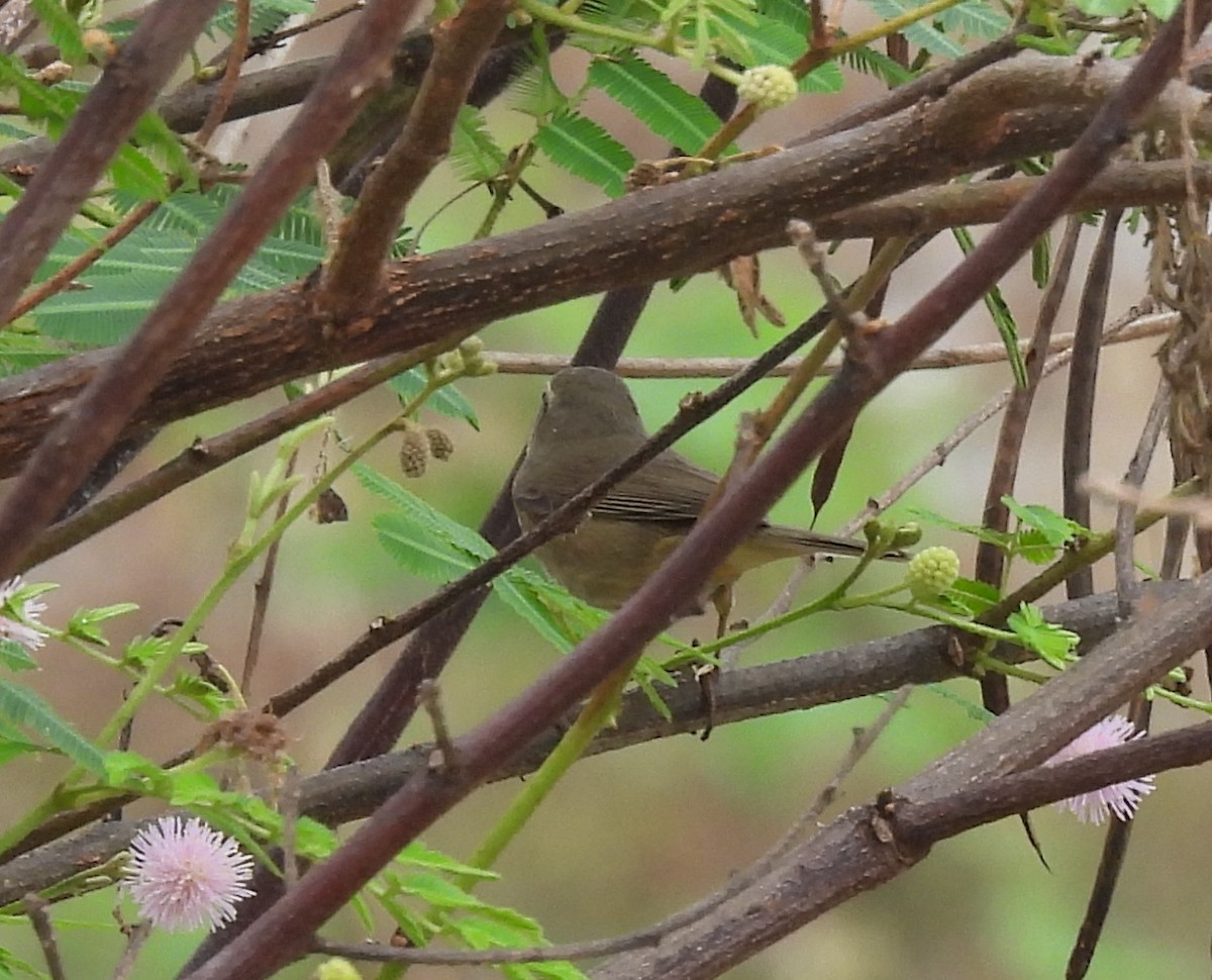 Pouillot brun - ML645543705