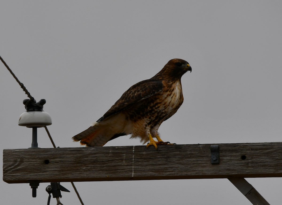 Buse à queue rousse - ML645543707