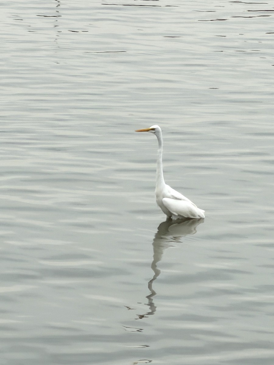 Grande Aigrette - ML645543708