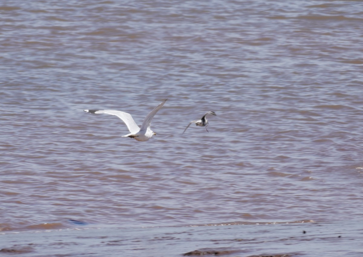 Goéland à bec cerclé - ML645543709