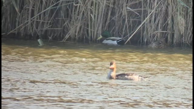 Harle huppé - ML645543711