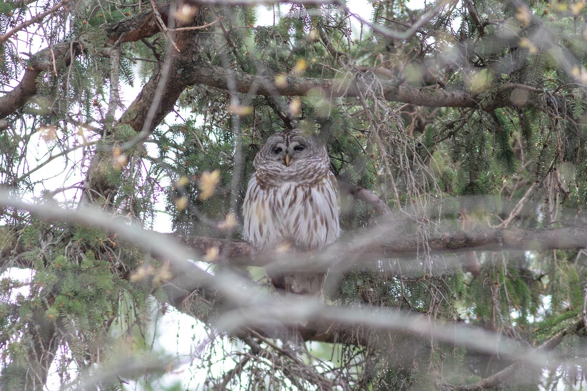 Chouette rayée - ML645543712