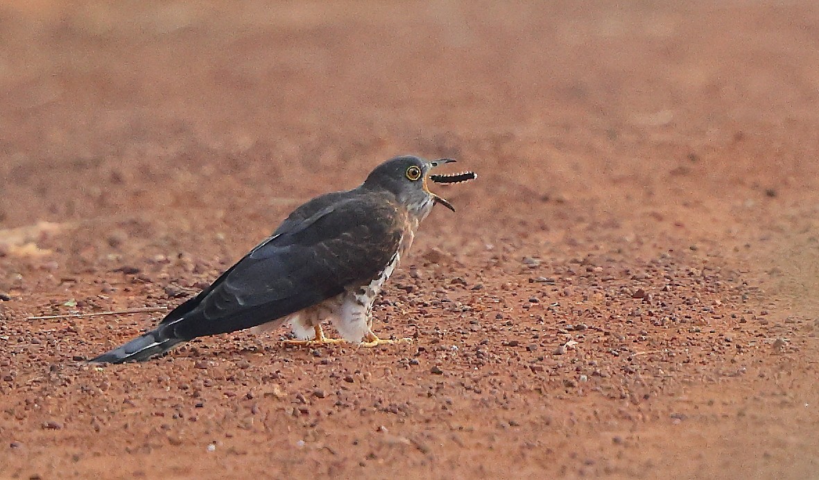 Coucou shikra - ML645543713