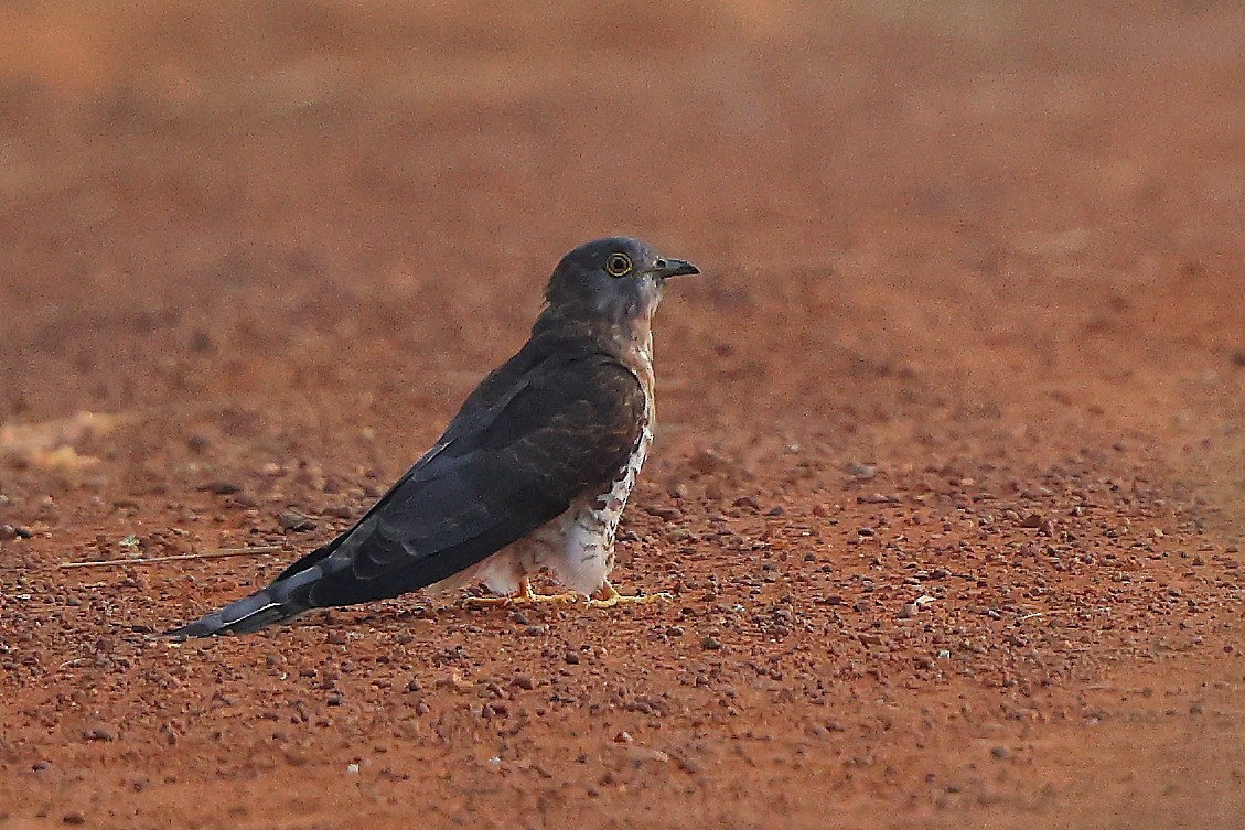 Coucou shikra - ML645543714