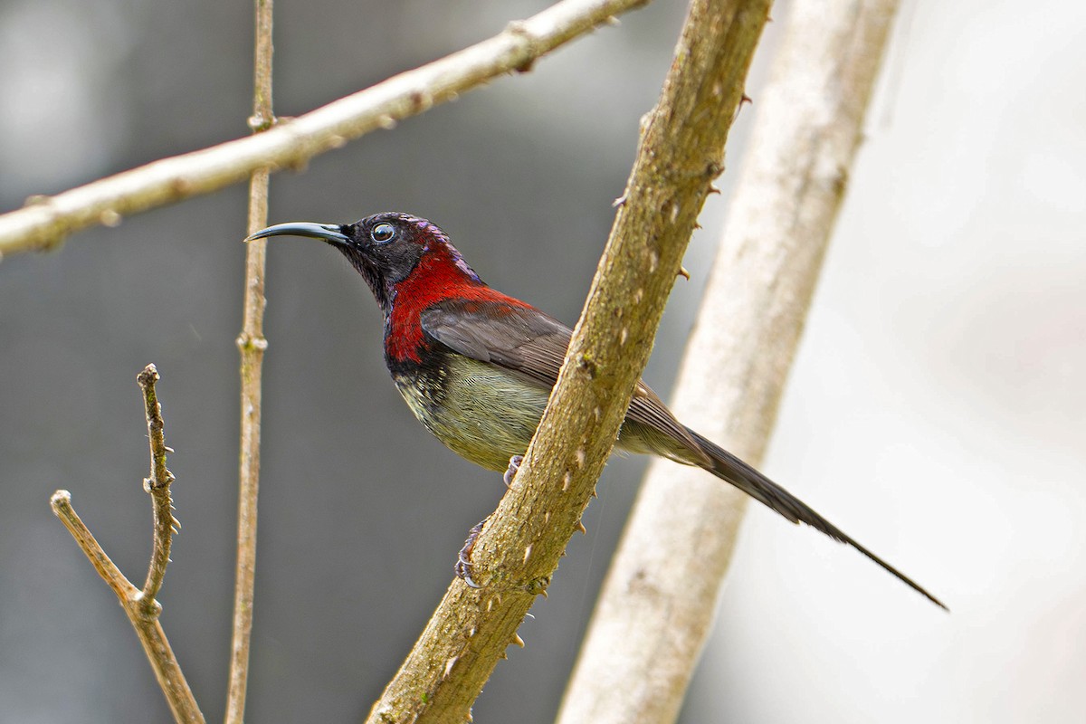 Souimanga sombre - ML645543715