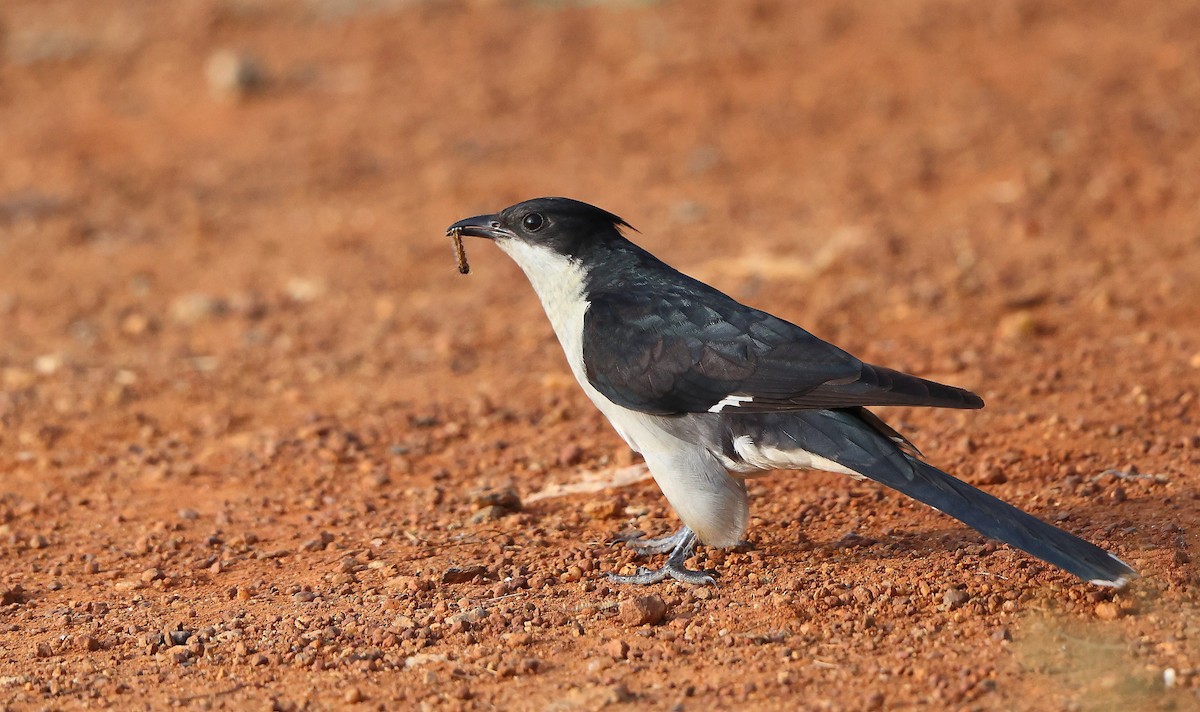Coucou jacobin - ML645543718
