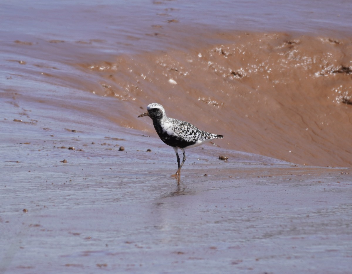 Pluvier argenté - ML645543719