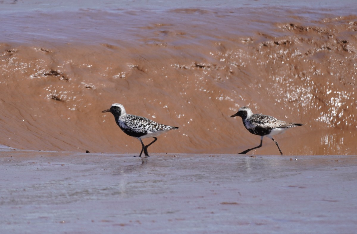 Pluvier argenté - ML645543720