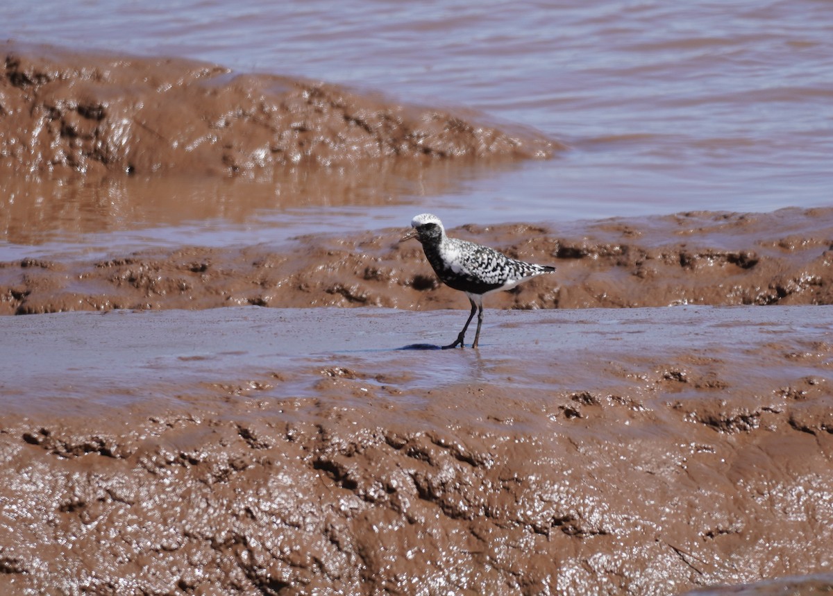 Pluvier argenté - ML645543721