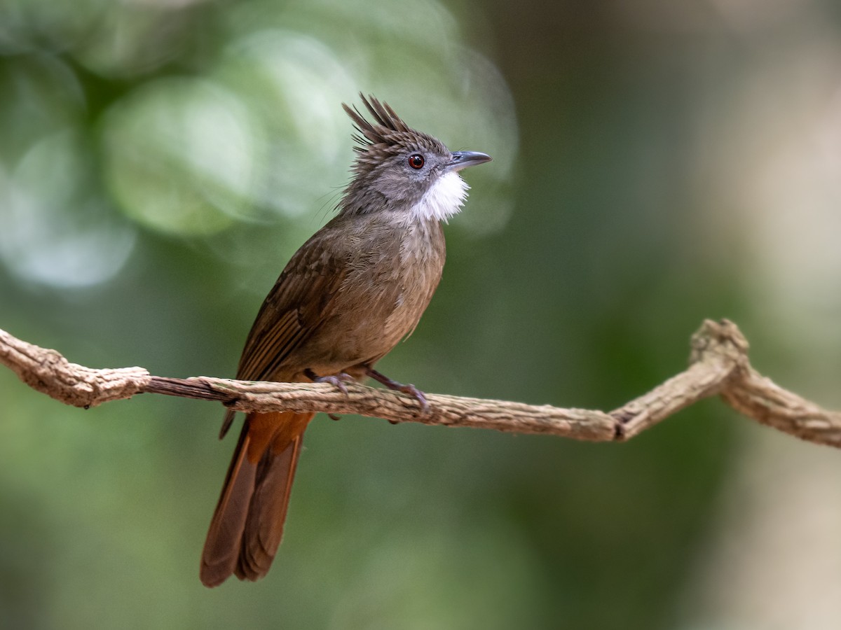 Bulbul à ventre marron - ML645543722