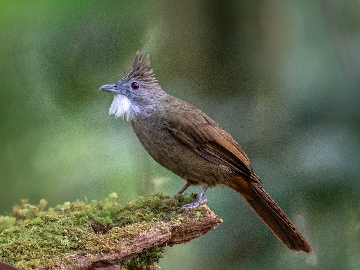 Bulbul à ventre marron - ML645543723