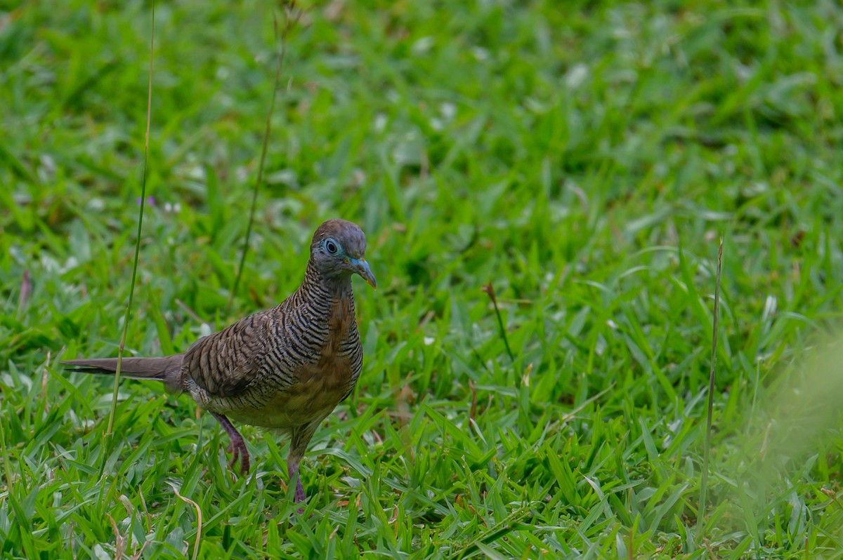 Géopélie zébrée - ML645543735