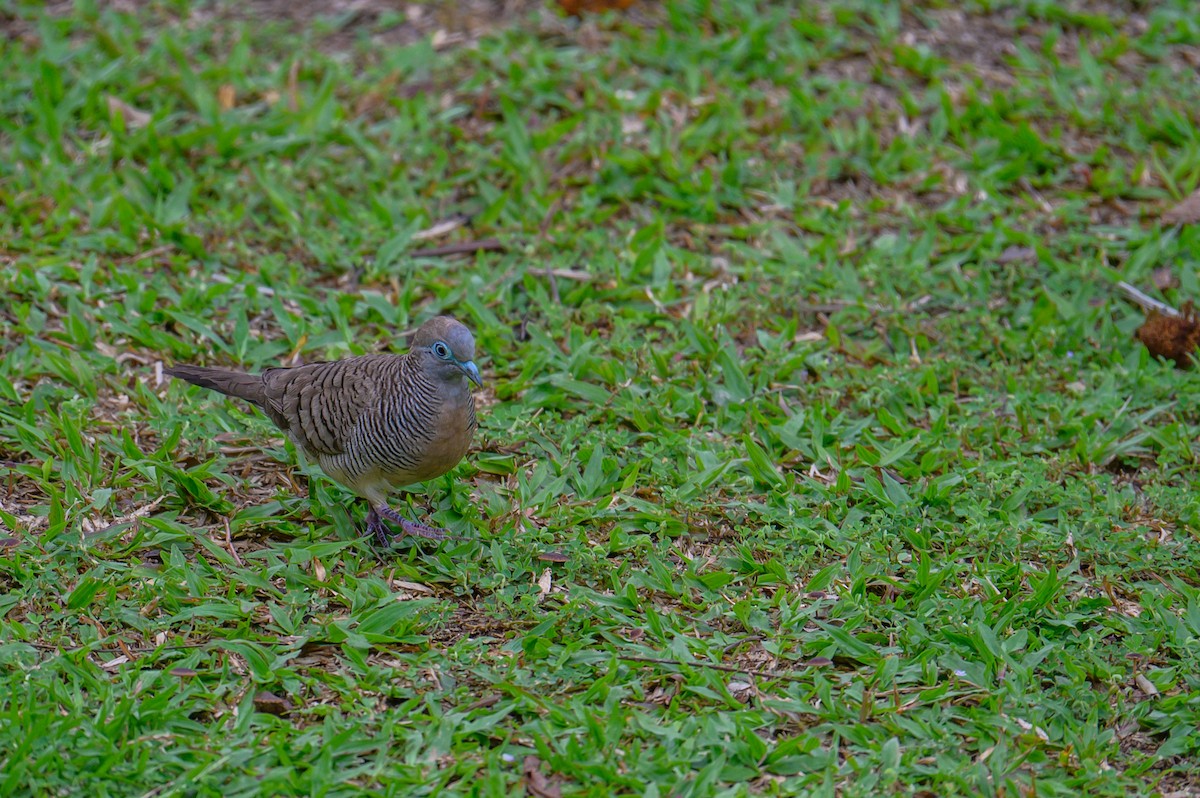 Géopélie zébrée - ML645543736