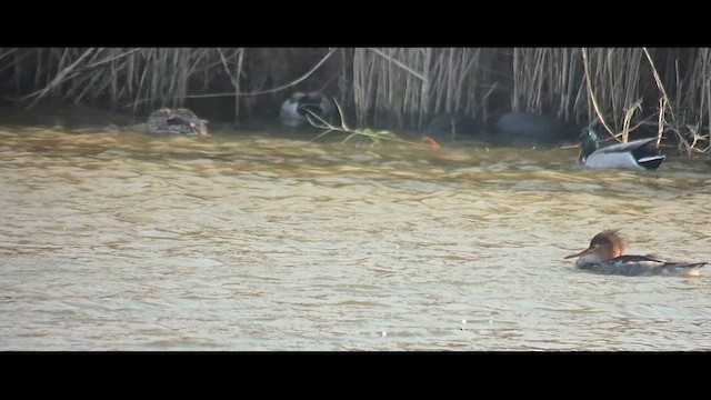 Harle huppé - ML645543737