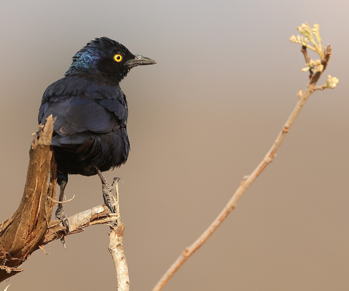 Choucador à épaulettes rouges - ML645543744