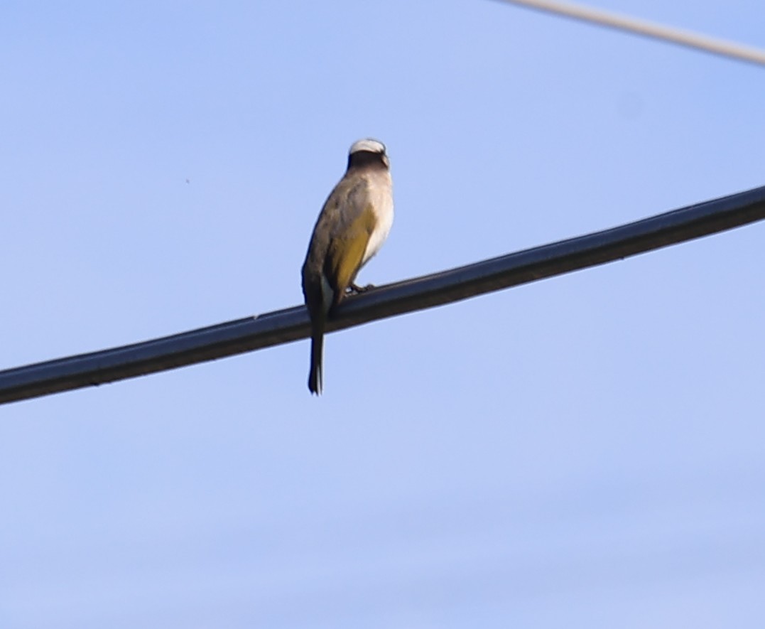 Bulbul de Chine - ML645543745