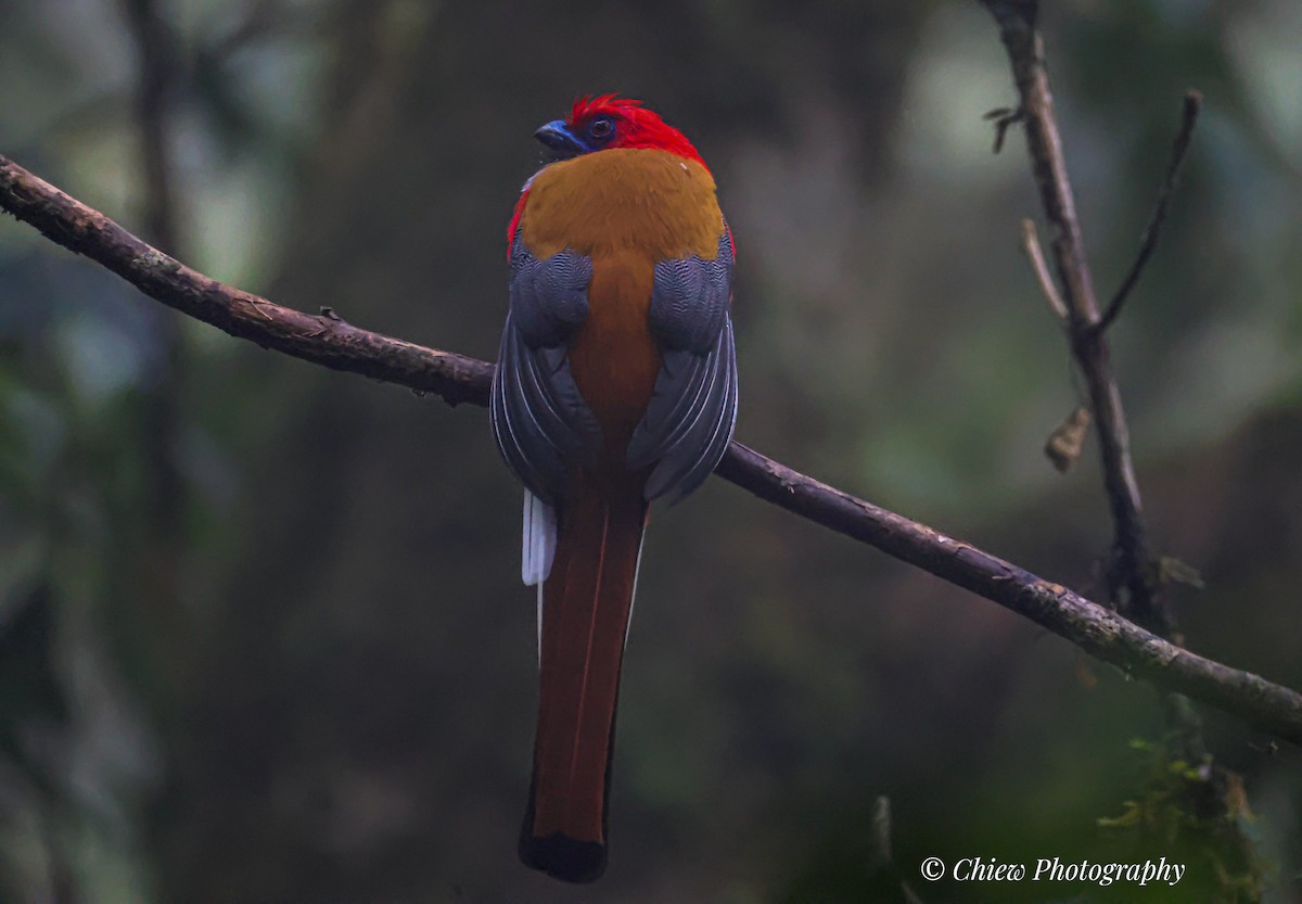 Trogon de Whitehead - ML645543746