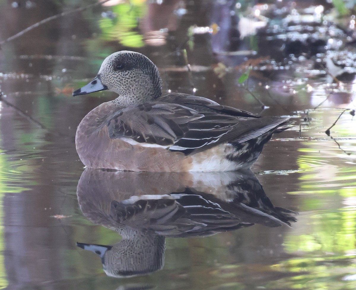 Canard d'Amérique - ML645543747