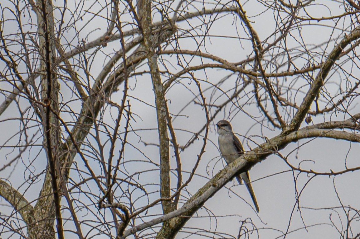 Guêpier à gorge bleue - ML645543748