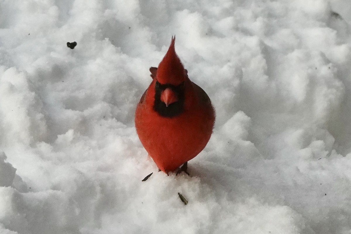 Cardinal rouge - ML645543750