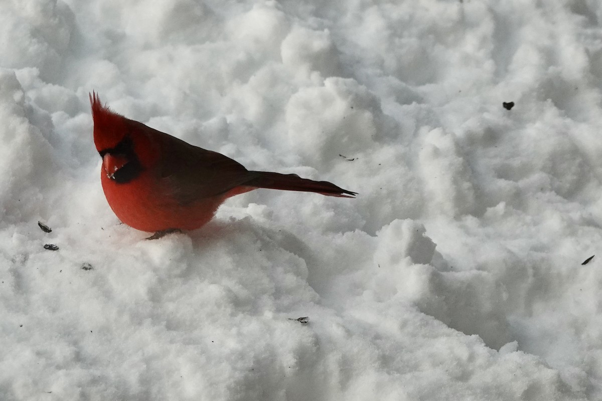 Cardinal rouge - ML645543751