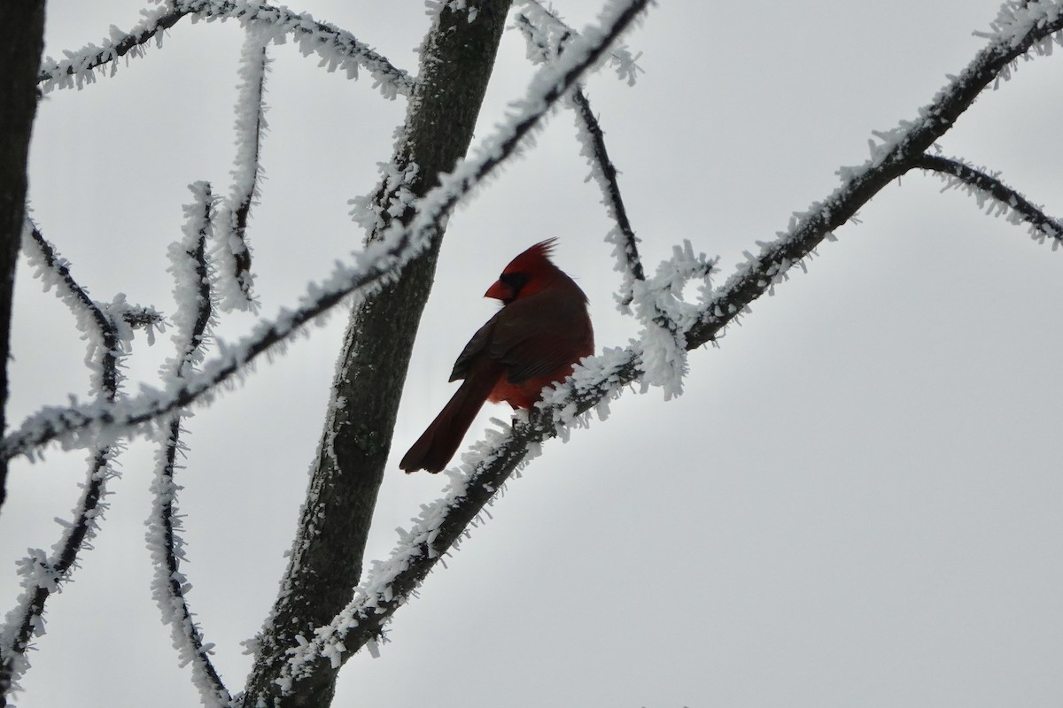 Cardinal rouge - ML645543752