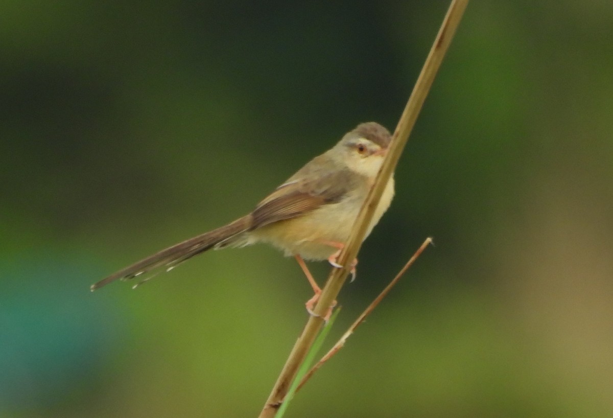 Prinia simple - ML645543755