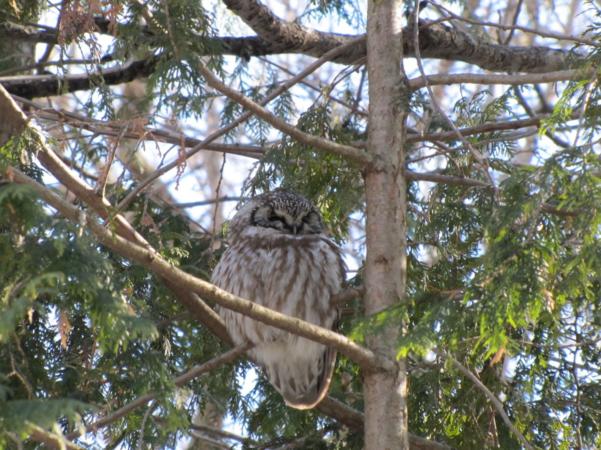 Boreal Owl - ML645543764