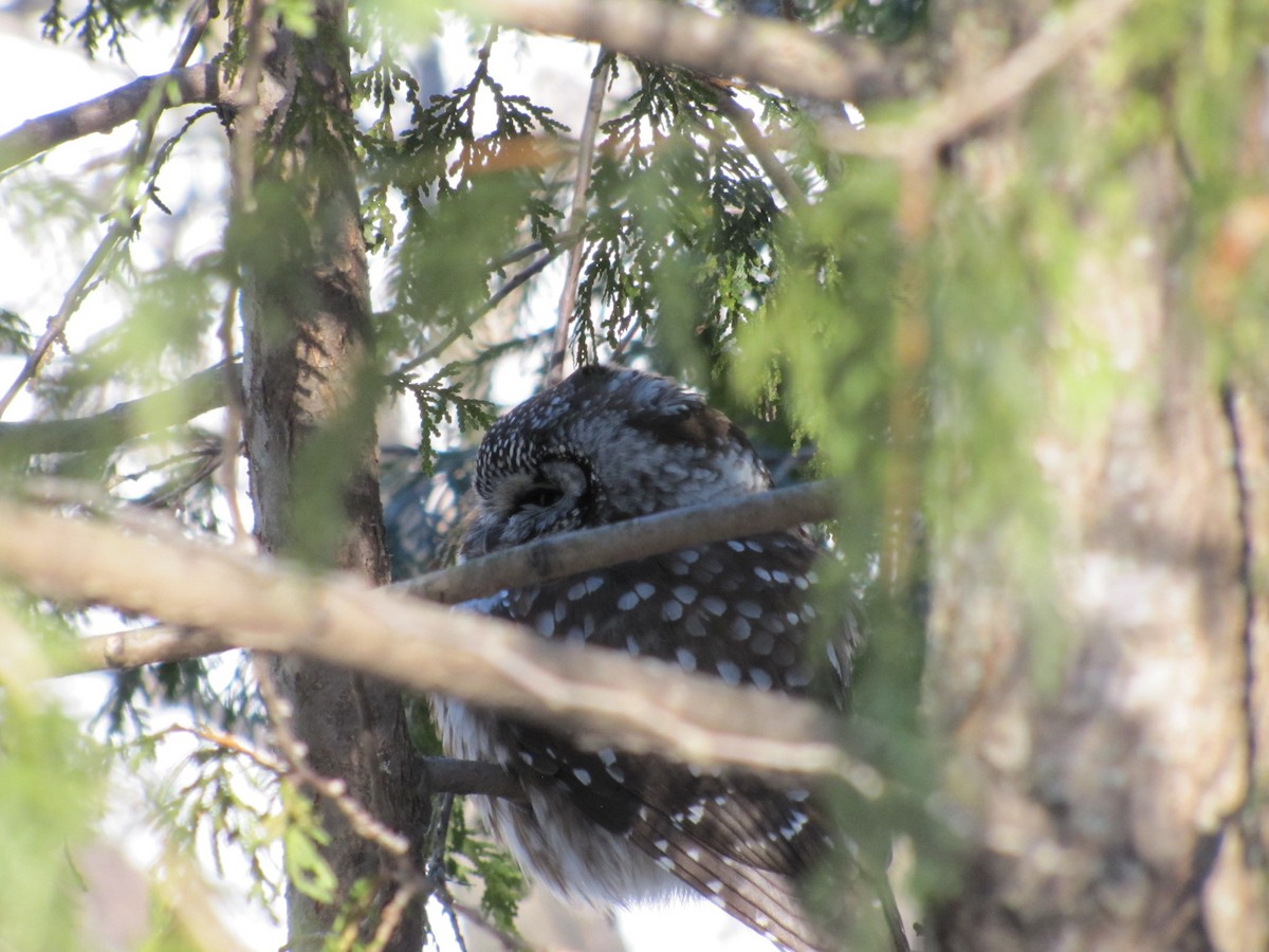 Boreal Owl - ML645543765