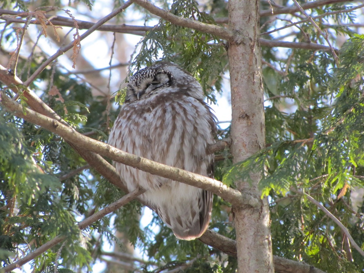 Boreal Owl - ML645543767
