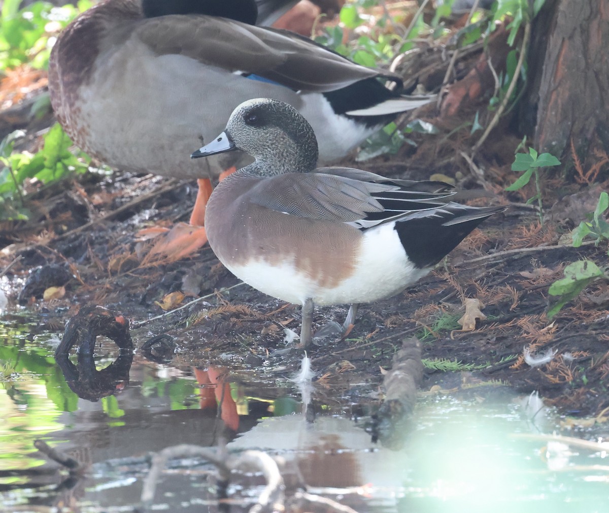 American Wigeon - ML645543782
