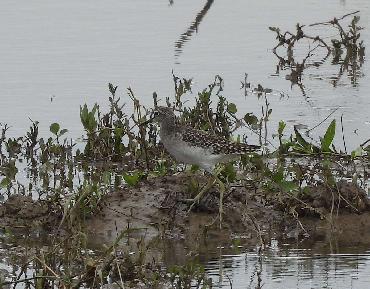 vodouš bahenní - ML645543783