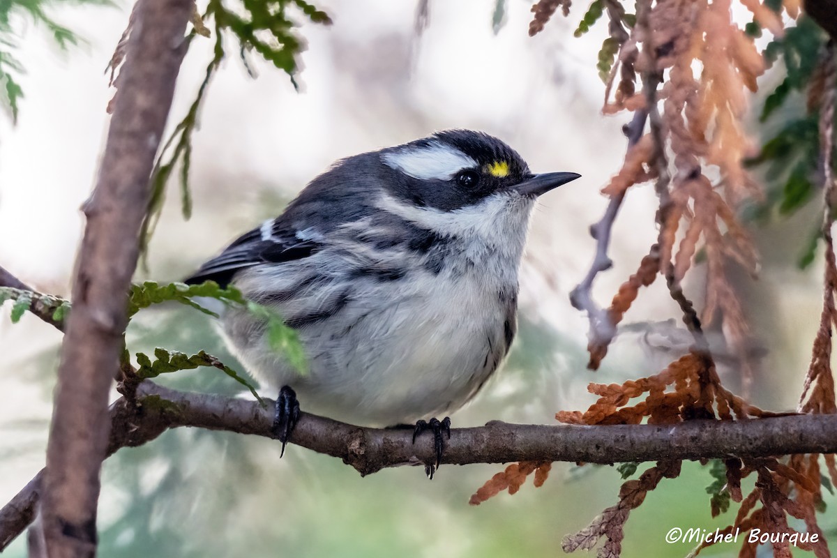 Black-throated Gray Warbler - ML645543784