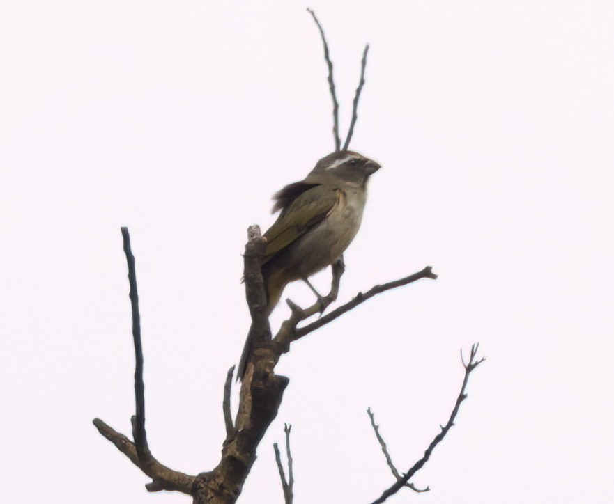 Thick-billed Saltator - ML645543788