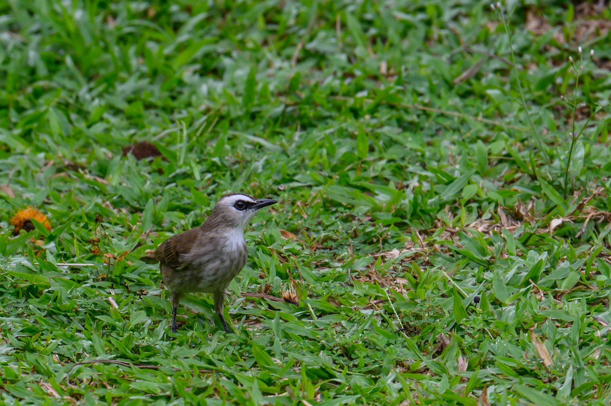 Yellow-vented Bulbul - ML645543793