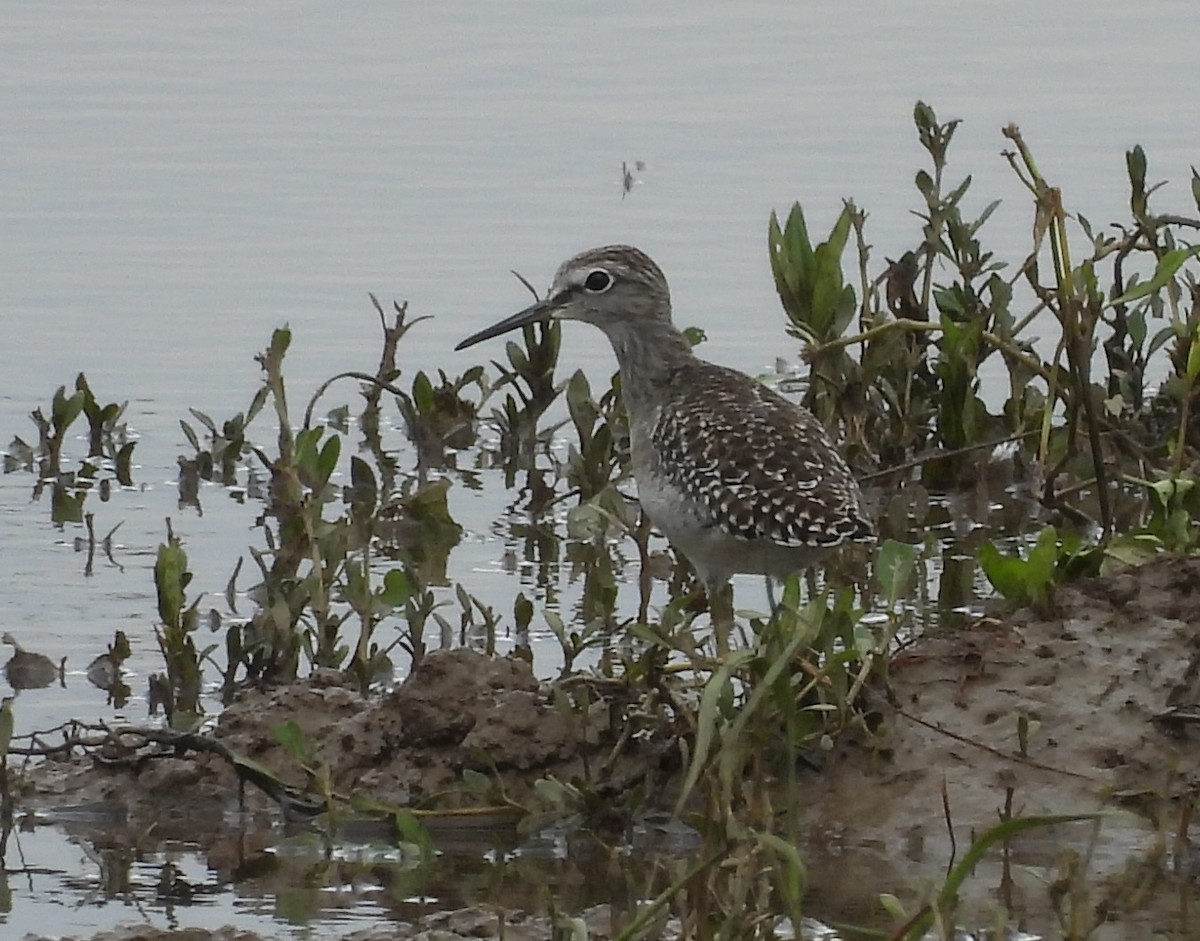 vodouš bahenní - ML645543795